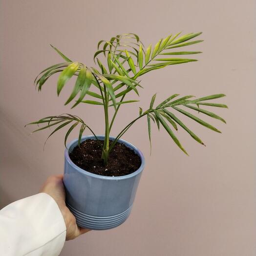 Комнатное растение Хамедорея изящная (бамбуковая пальма)
