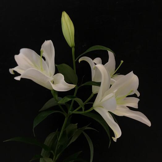 Лилия белая