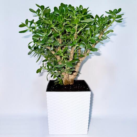 Денежное дерево в кашпо, 65 см