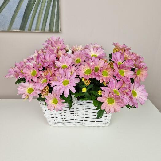 Хризантема кустовая в белой корзине