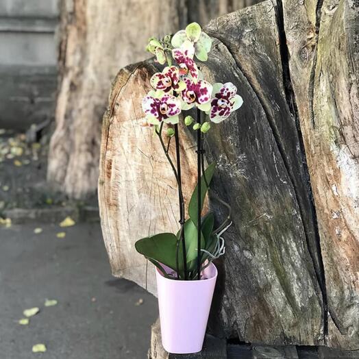 Spotted orchid