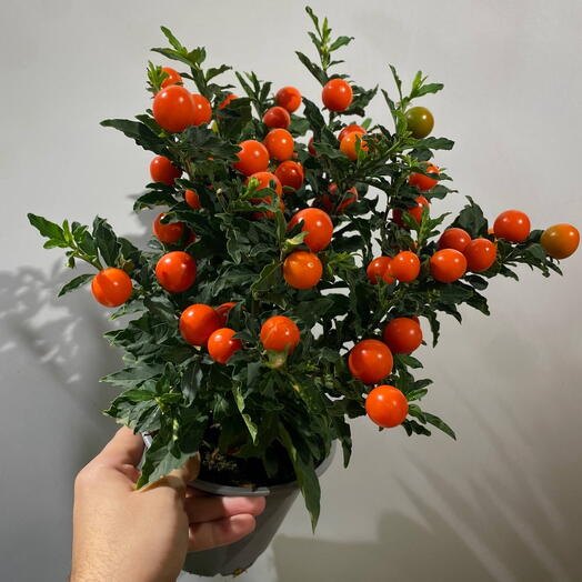 Соланум паслён