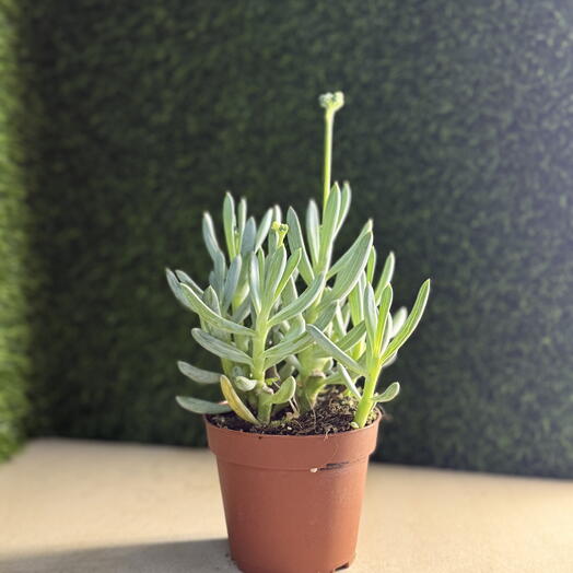 Суккулент крестовник плосколистный