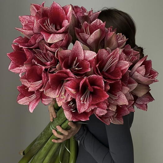 Амариллис 9