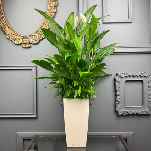 Спатифиллум в белом кашпо Lechuza D 14 Высота 70 см