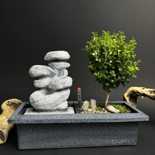 Дерево Мирсина Африканская бонсай в кашпо с автополивом и живым водопадом