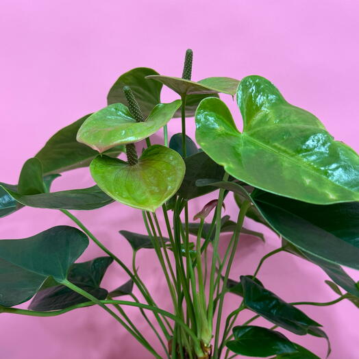 Антуриум зеленый