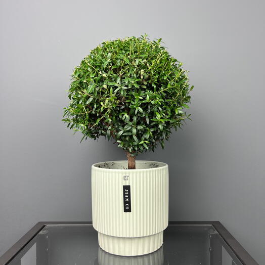 Мирт комнатный дерево в мятной керамике, высота 35см
