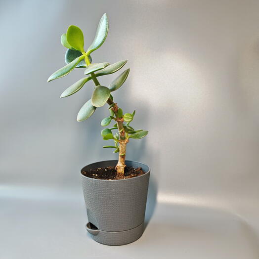 Крассула Дерево денежное 1-9