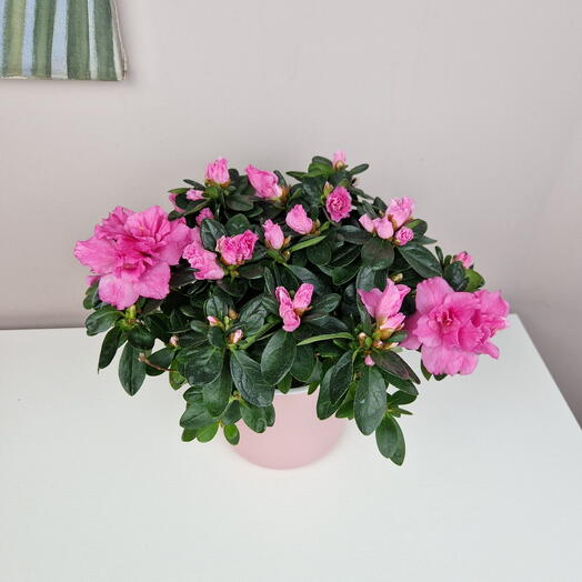 Азалия розовая в горшке