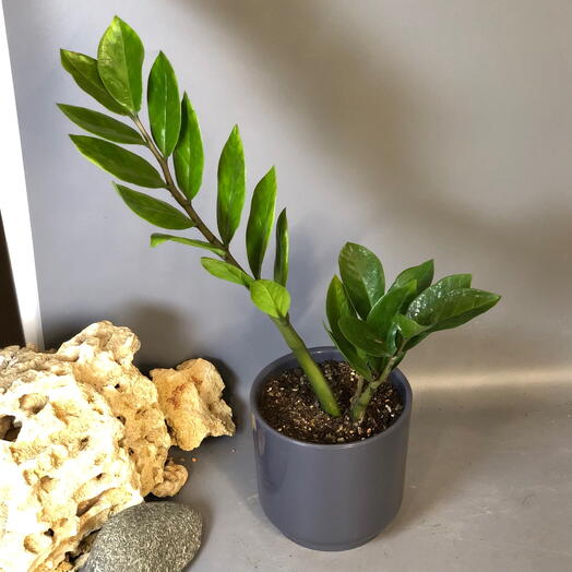 Комнатное растение замиокулькас в кашпо