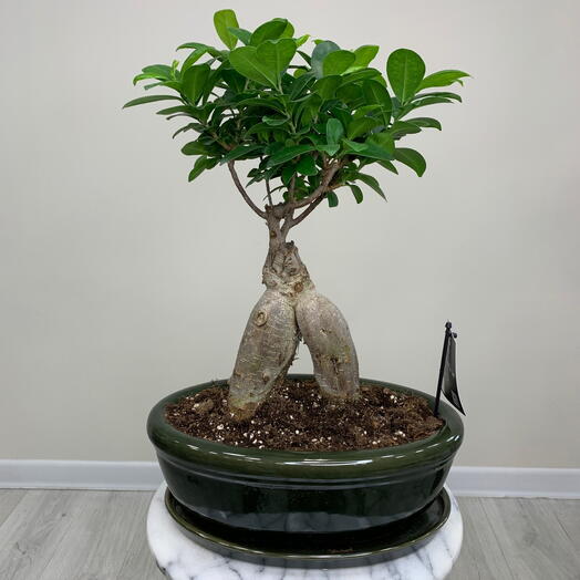Бонсай фикус Гинсенг микрокарпа дерево живое в горшке на подарок