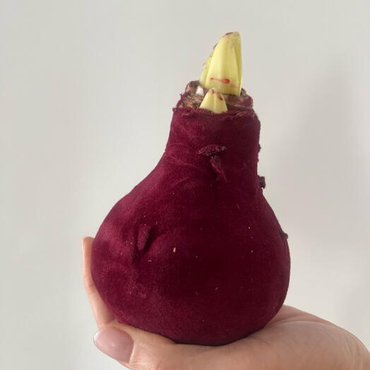 Луковица амариллиса бархатная винная