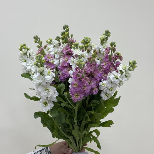 Матиоллла 🌸