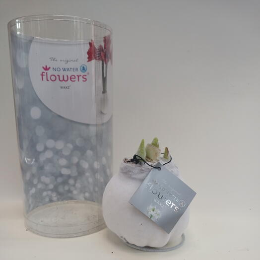 Амарилис Белый в кашпо из натурального воска