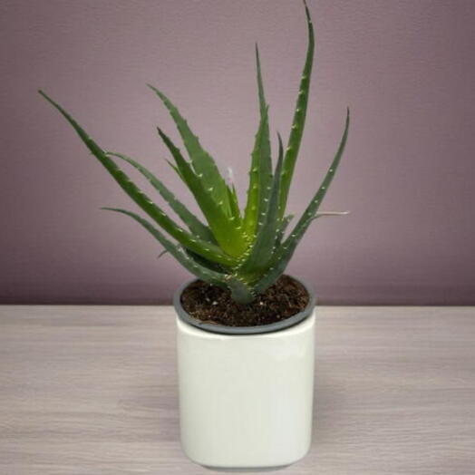 Алоэ (SUCCULENTEN MIX)