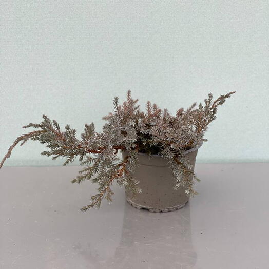 JUNIPERUS BLUE CARPET