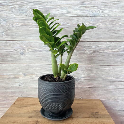 Замиокулькас зензи в черном керамическом горшке 2,5 литра