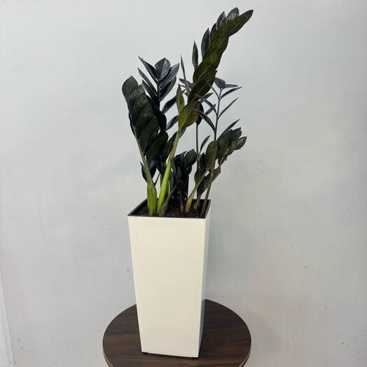 Замиокулькас Raven (Долларовое дерево, 80см)