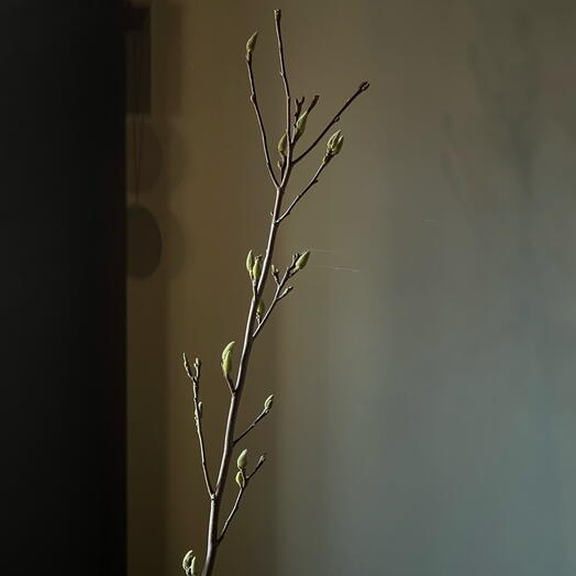 Ветка магнолии (1)