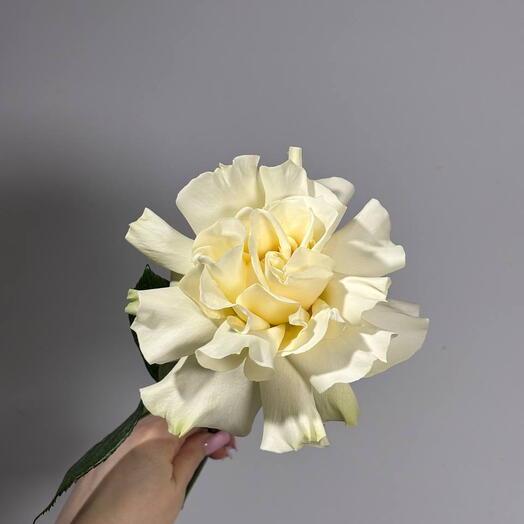 Роза White