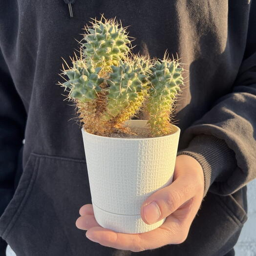 Кактус  (Mammillaria polythele)