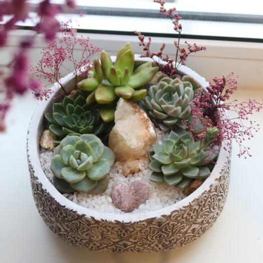 Garden with succulents