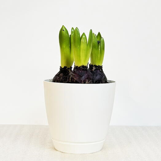 Гиацинт (случайный цвет) в белом пластиковом горшке с поддоном, высота 15-25см