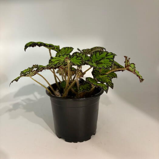 Бегония (Begonia "Tiger Paws")в пластиковом горшке