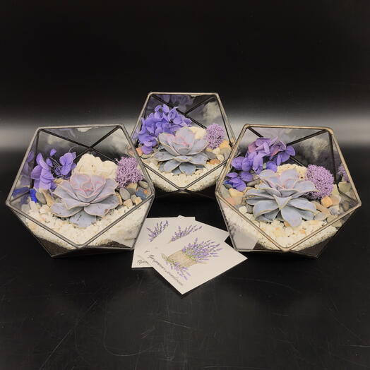 Набор из 3-х мини флорариумов с эхеаерией, подарок на 8 марта