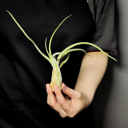 Тилландсия Голова Медузы Большая (Tillandsia Caput Medusae Magnus)