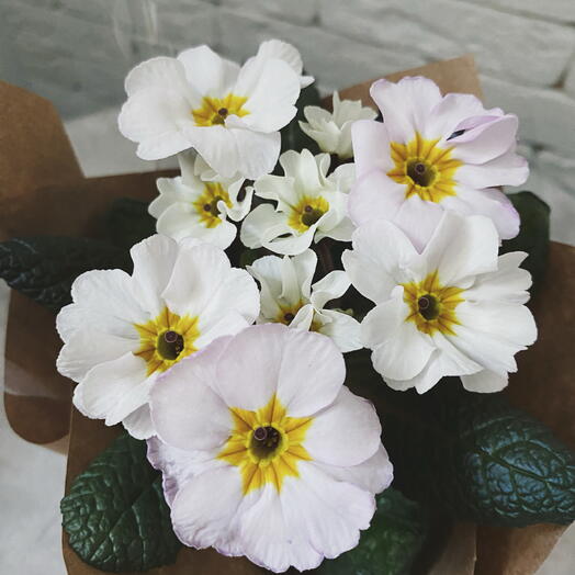 Примула в горшке (розовая)