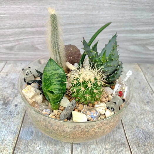 Мини сад с суккулентами и кактусами