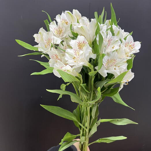 Пачка альстромерия белая (10 шт) 40 см
