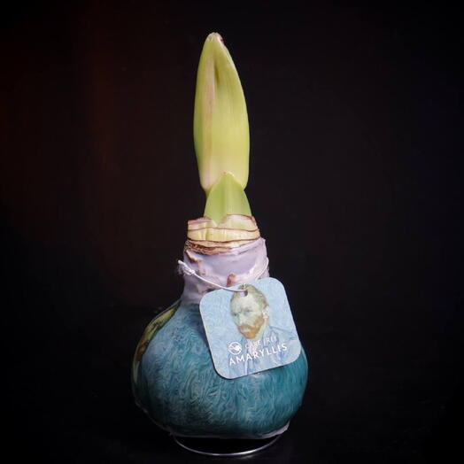 Луковица амариллиса в воске с рисунком "Ван Гог"