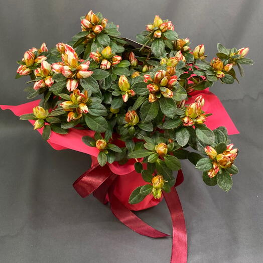 Азалия бело красная подарок любимой