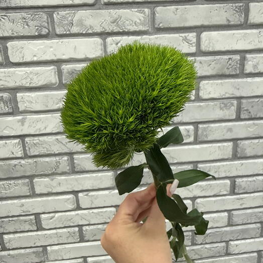 Диантус 💚 Грин трик