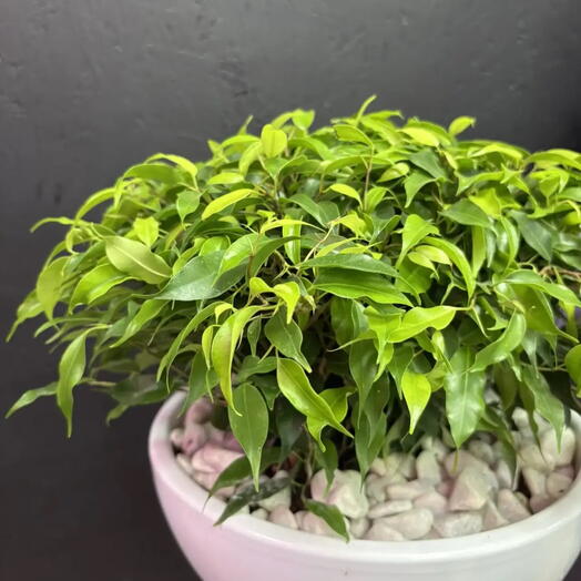 Фикус green