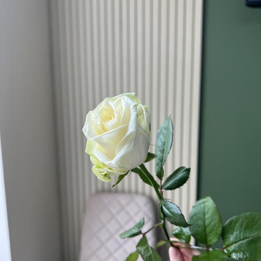 Роза белая