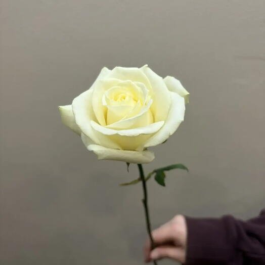 Роза белая Аваланж