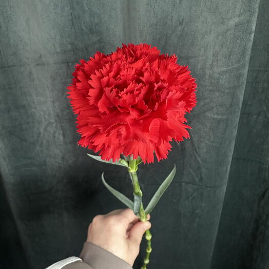 Гвоздика красная(Диантус)