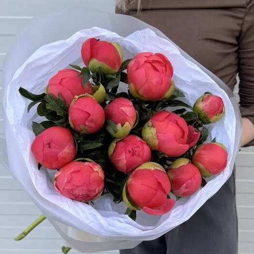 Букет из 13 коралловых пионов