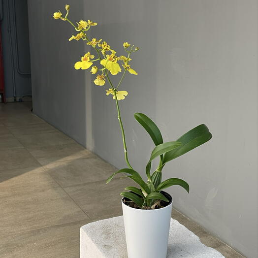 ONCIDIUM  HONEY сортовая орхидея онцидиум желтый