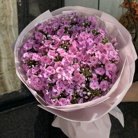 Флокс