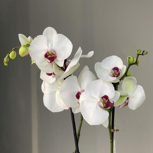 MARSALA WHITE ORCHID эффектная высокая 2-ствольная орхидея