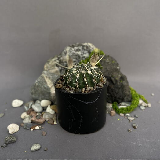 Нотокактус субмаммулозус /Notocactus submammulosus