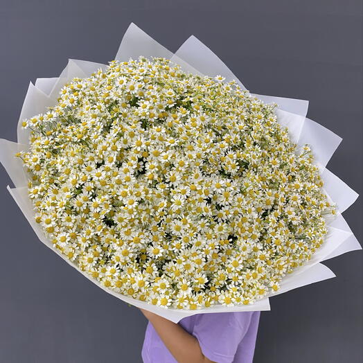 Ромашка кустовая 45