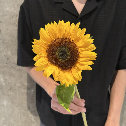 Подсолнух 🌻