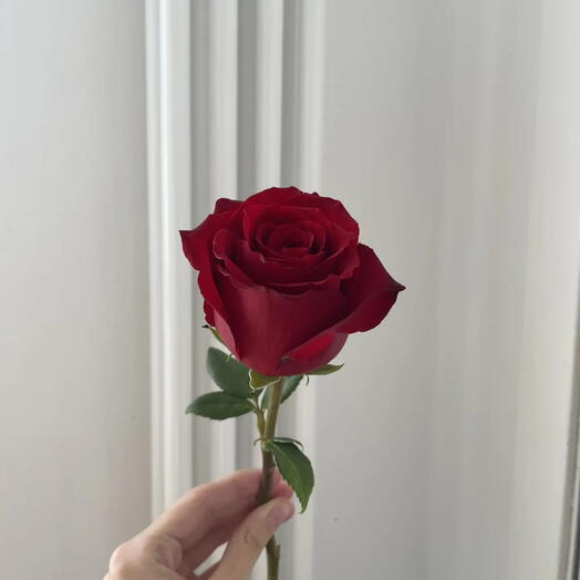 Роза/ цветы поштучно