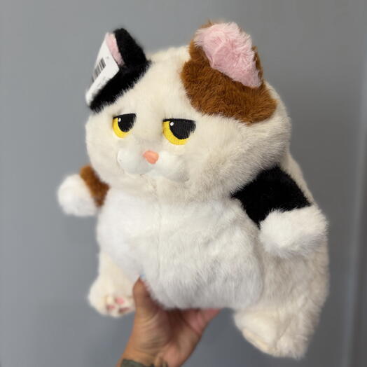 Пухлый котик с пятнышками 🥺🥰